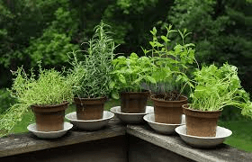 Herbs and Spices Growing Guide