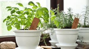 Herbs and Spices Growing Guide