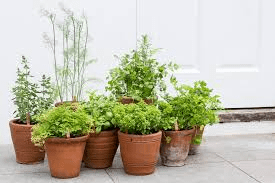 Herbs and Spices Growing Guide