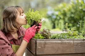 Organic Gardening For Beginners