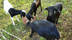 Is Licking Block Good for Baby Goats Health? Find Out