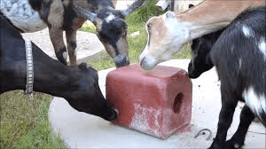 Is Licking Block Good for Baby Goats Health? Find Out