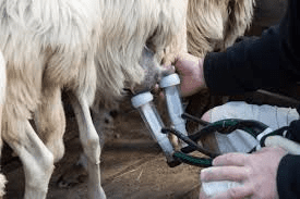 How to Increase Sheep Milk for Maximum Profit