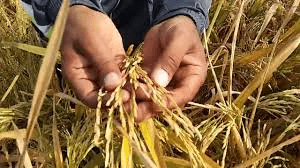 Rice Farming (Oryza sativa): Complete Growing Guide for High Yields