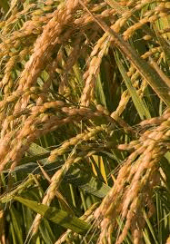 Rice Farming (Oryza sativa): Complete Growing Guide for High Yields