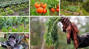 Organic Gardening Tips and Complete Guide