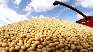 How to Process, Package, and Export Soybeans
