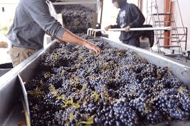 How to Process, Package, and Export Grapes