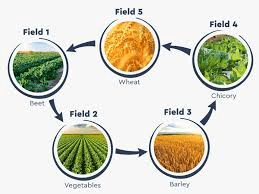 Complete Guide on Organic Crop Rotation Strategies Organic crop rotation