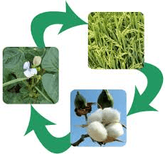 Complete Guide on Organic Crop Rotation Strategies Organic crop rotation