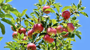 Wambugu Apples: Introduction and Farming Guide Wambugu Apples: Introduction and Farming Guide