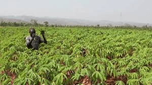 How to Start a Cassava Farming and Processing Business [A Comprehensive Guide]
