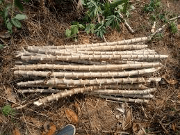 How to Start a Cassava Farming and Processing Business [A Comprehensive Guide]