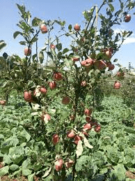 History of Wambugu Apples History of Wambugu Apples