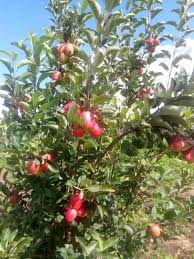 History of Wambugu Apples History of Wambugu Apples