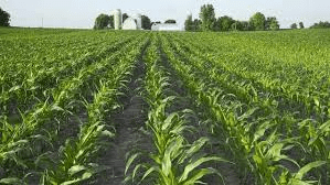 Pursuing an Agricultural Course in Nigeria: What You Need to Know