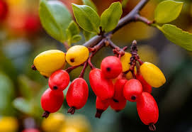 Berberine: Importance and Health Benefits Berberine: Importance and Health Benefits