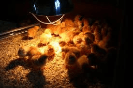 Preparing a Brooder House and Rearing of Chicks