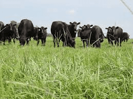 Best Systems of Cattle Production