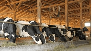 Best Systems of Cattle Production