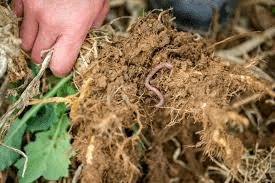 Practices that Increase the Amount of Soil Organic Matter Practices that Increase the Amount of Soil Organic Matter