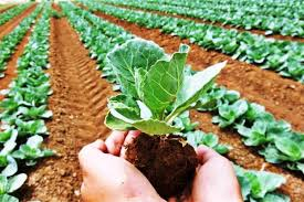 Organic farming resources