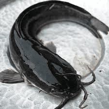 Things to do to make your catfish grow faster within a short period of time