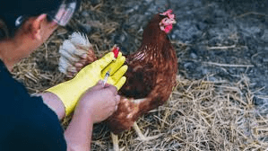 Poultry Vaccination / Medication Program, Dosage and Position / Method of Administration