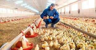 Poultry Vaccination / Medication Program, Dosage and Position / Method of Administration