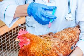 Poultry Vaccination / Medication Program, Dosage and Position / Method of Administration