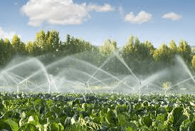 Methods of Irrigation and Water Use for Dry Beans