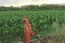 Methods of Irrigation and Water Use for Dry Beans