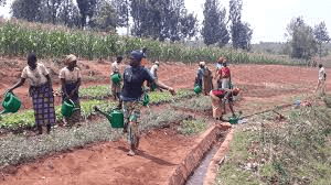 Methods of Irrigation and Water Use for Dry Beans