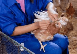 Vaccination Program for Poultry Chickens Vaccination Program for Poultry Chickens