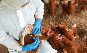 Vaccination Program for Poultry Chickens Vaccination Program for Poultry Chickens