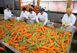 How to Process, Package, and Export Carrots