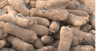 How to Process, Package, and Export Yams How to Process, Package, and Export Yams