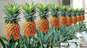 How to Process, Package, and Export Pineapples How to Process, Package, and Export Pineapples
