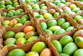 How to Process, Package, and Export Mangoes