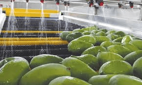 How to Process, Package, and Export Mangoes