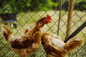 Pecking in Poultry and How to Control it