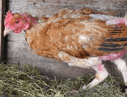 Pecking in Poultry and How to Control it