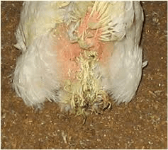 Internal Poultry Diseases and Post Mortem Examination