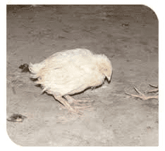 Internal Poultry Diseases and Post Mortem Examination