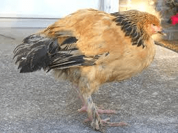 Internal Poultry Diseases and Post Mortem Examination