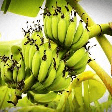 Methods of Propping and Harvesting of Plantains