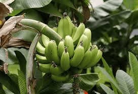 Methods of Propping and Harvesting of Plantains