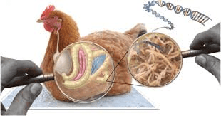 Poultry External Parasites and Control Measures