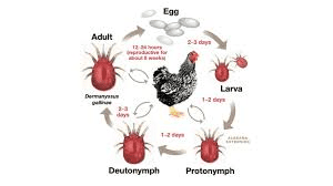 Poultry External Parasites and Control Measures