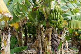 Mulching of Plantains and the Advantages